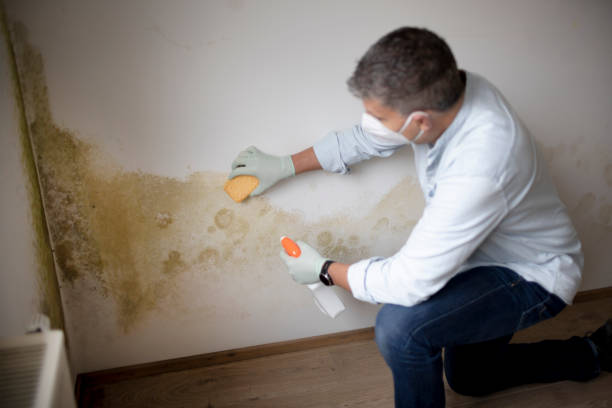 Mold Removal for HVAC Installations in Moriches, NY
