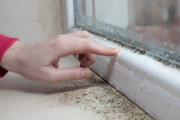 Best Water Damage & Mold Remediation  in Moriches, NY