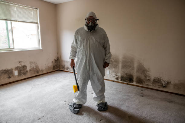 Best Basement Mold Removal  in Moriches, NY